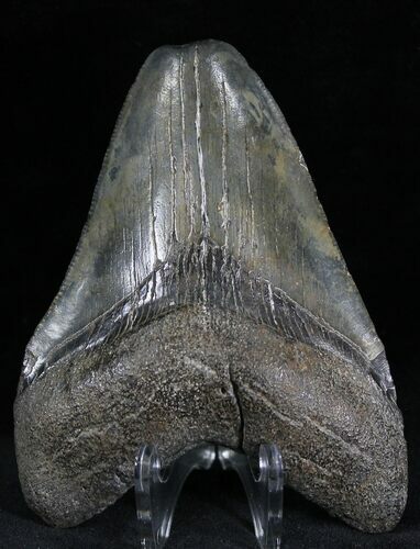 Fossil Megalodon Tooth - South Carolina #28435